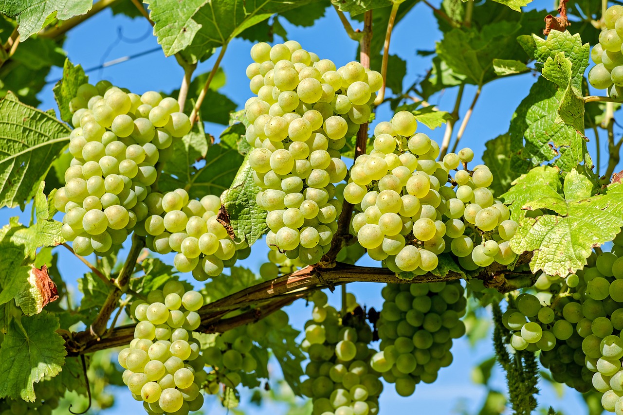 Szczepy win – odmiany winorośli