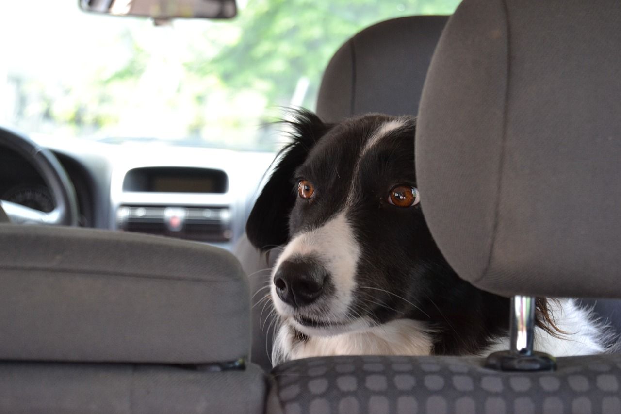 Jak zapewnić psu komfort podczas długiej jazdy autem?