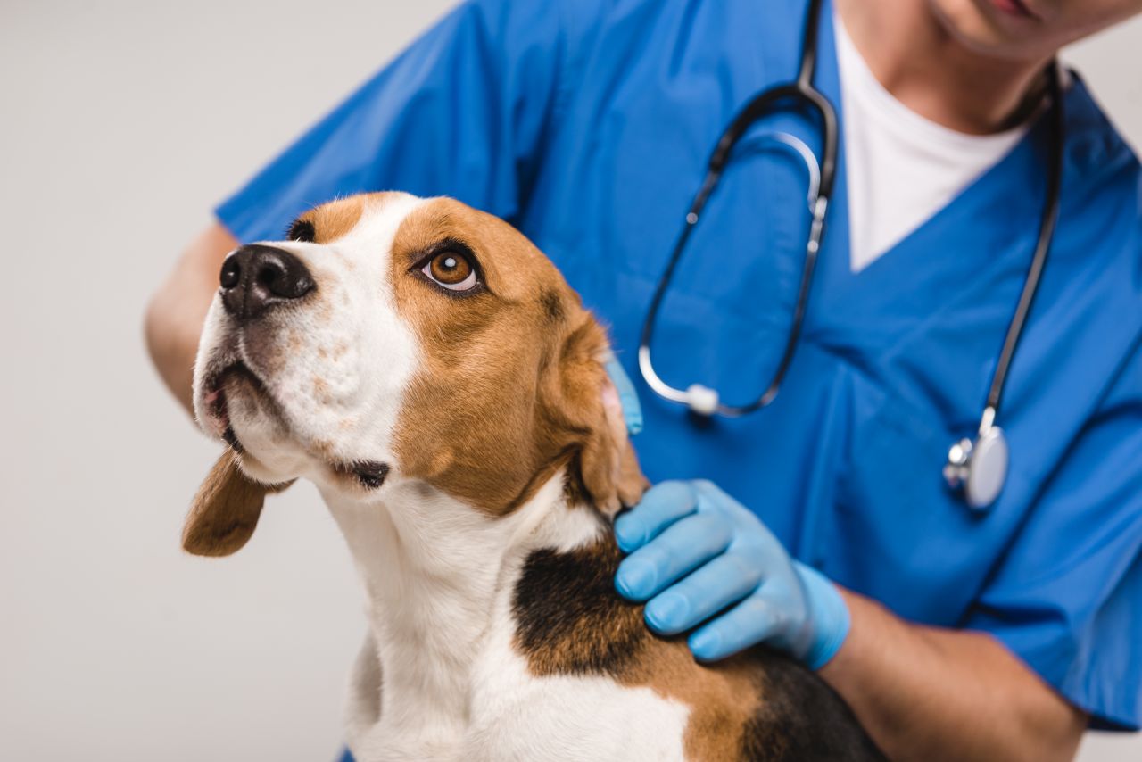Jakie typu leki mogą przyjmować psy?